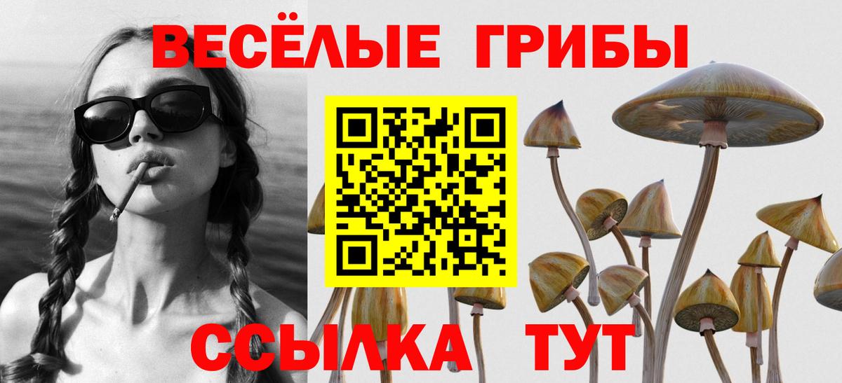 Галлюциногенные грибы Psilocybine cubensis Барнаул